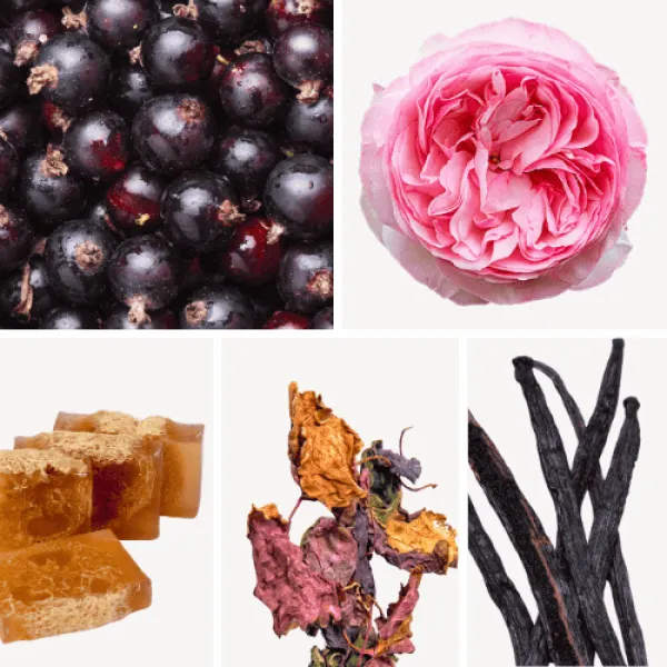 Duftnoten: schwarze Johannisbeere, Zentifolie, Moschus, Patschuli, Vanille Duftnoten: schwarze Johannisbeere, Zentifolie, Moschus, Patschuli, Vanille